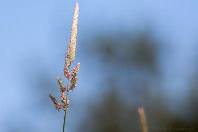 20130622_3a7b4036.jpg