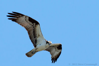 20130629_Osprey01.jpg