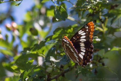 20130630_3a7b4342.jpg