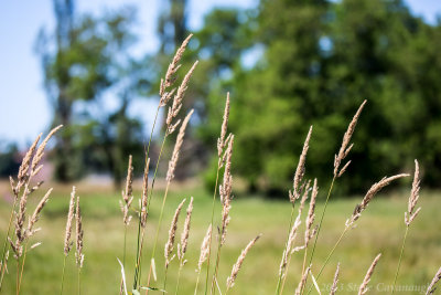 20130713_3a7b4875.jpg