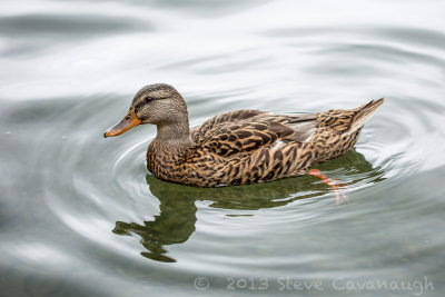 20130806_4w8a2160.jpg