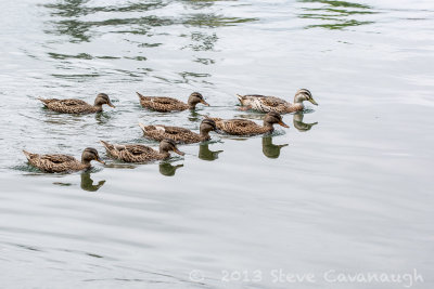 20130806_4w8a2171.jpg