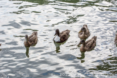 20130806_4w8a2263.jpg
