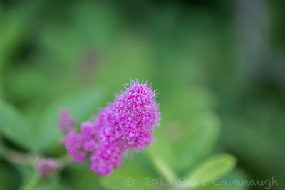 20130806_4w8a2335.jpg