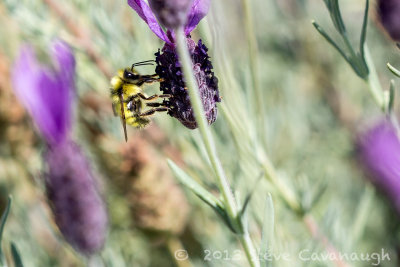 20130806_4w8a2373.jpg