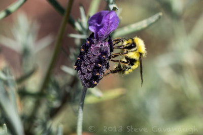 20130806_4w8a2381.jpg