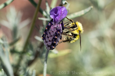 20130806_4w8a2382.jpg