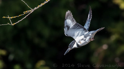 20140312_3a7b5907.jpg