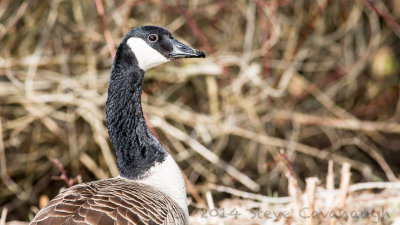 20140227_3a7b5762.jpg