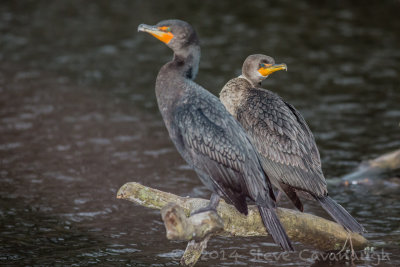 20140306_3a7b5799.jpg