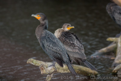 Birds along the Mercer Slough