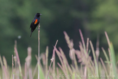 20140524_3a7b6452.jpg