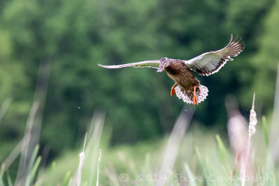 20140524_3a7b6456.jpg