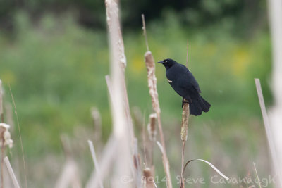 20140524_3a7b6487.jpg