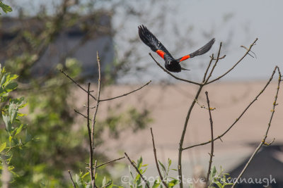 20140531_3a7b6511.jpg