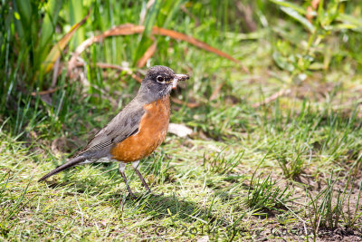 20140531_3a7b6558.jpg