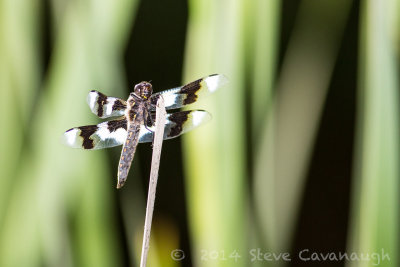 20140611_3a7b6737.jpg
