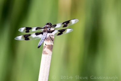 20140611_3a7b6754.jpg
