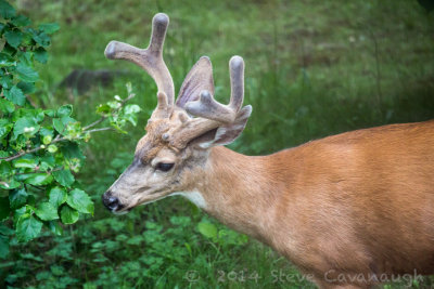 20140614_3a7b6767.jpg