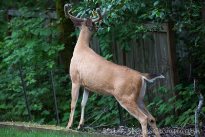 20140614_3a7b6807.jpg