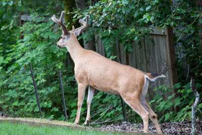20140614_3a7b6810.jpg