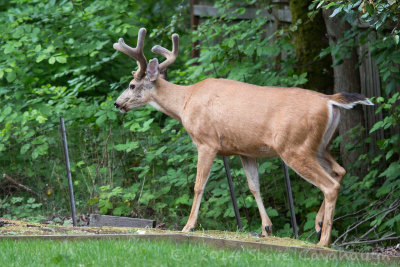 20140614_3a7b6812.jpg