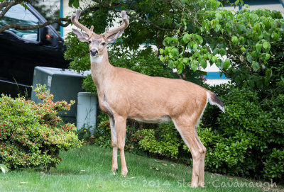 20140614_3a7b6817.jpg