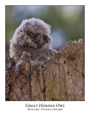 Great Horned Owl-025