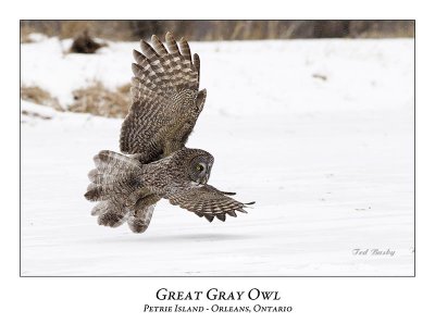 Great Gray Owl-166