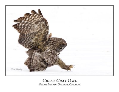 Great Gray Owl-168