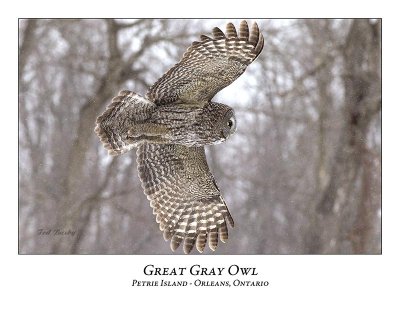 Great Gray Owl-169