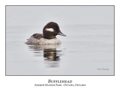 Bufflehead-002