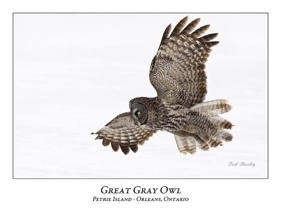 Great Gray Owl-170