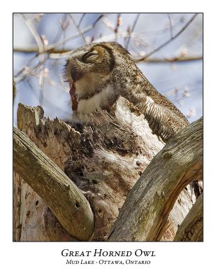 Great Horned Owl-028
