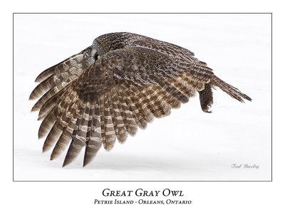 Great Gray Owl-171