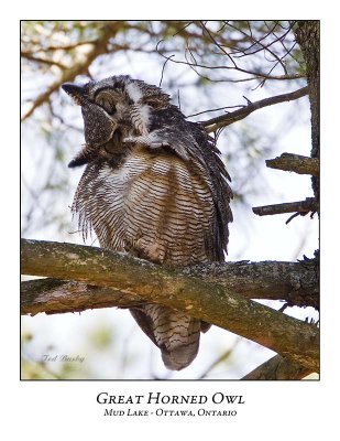 Great Horned Owl-029