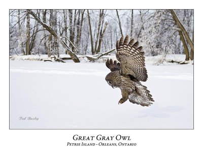 Great Gray Owl-173