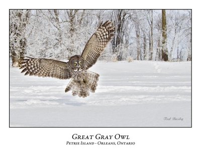 Great Gray Owl-174