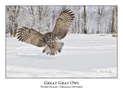 Great Gray Owl-175