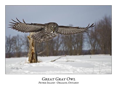 Great Gray Owl-177