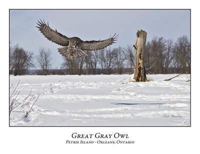 Great Gray Owl-178