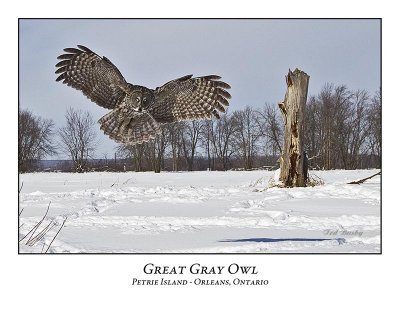 Great Gray Owl-179