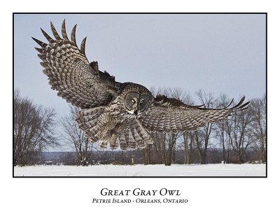 Great Gray Owl-180