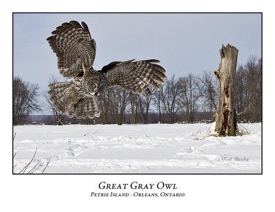 Great Gray Owl-181