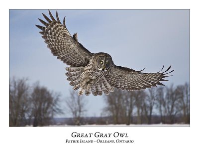Great Gray Owl-182