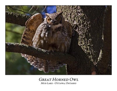 Great Horned Owl-032