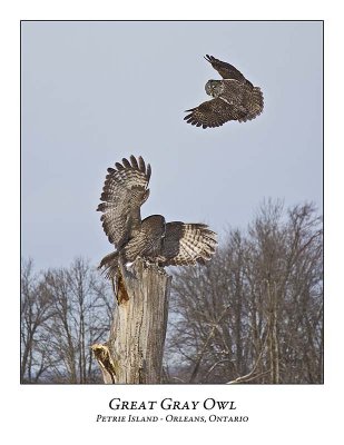 Great Gray Owl-184