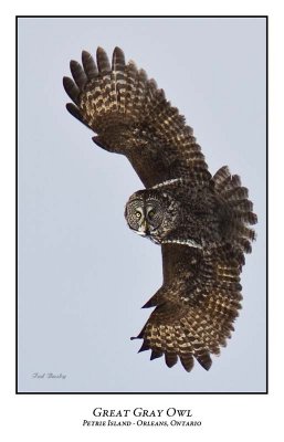 Great Gray Owl-186