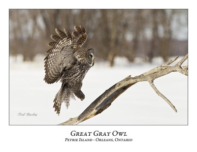 Great Gray Owl-189