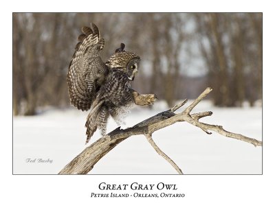 Great Gray Owl-190